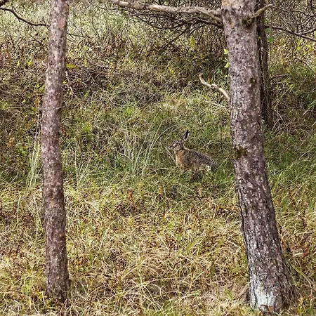 1326-thisted-blabaervej-6 * Thisted